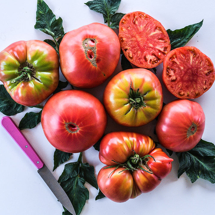 Cut and whole Brandywine Tomatoes arranged on white background with a pink handled knife.