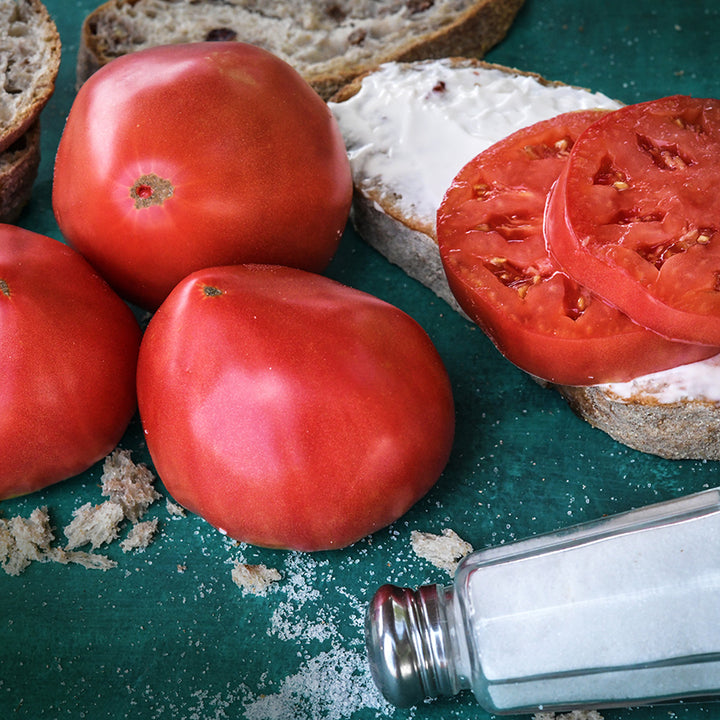 Bread and Salt Tomatoes whole and sliced on bread on teal background with a salt shaker.