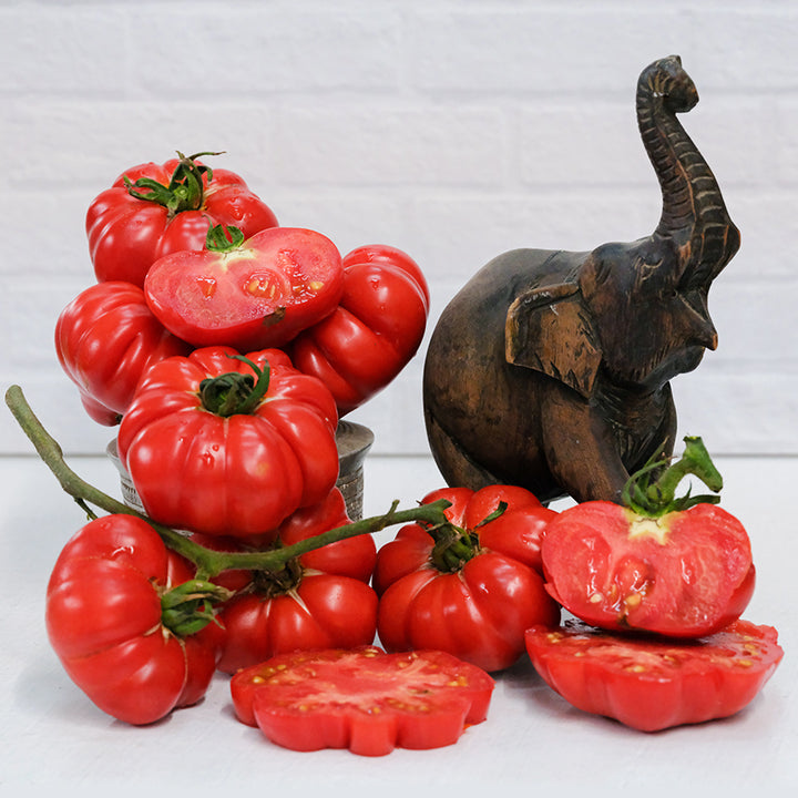 Cut, whole and on the vine Burmese Sour Tomatoes and a wood elephant against a white brick background.