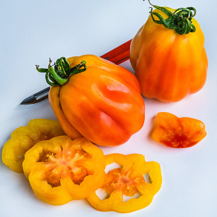 A pair of California Tulip Tomatoes with a knife and slices on white.