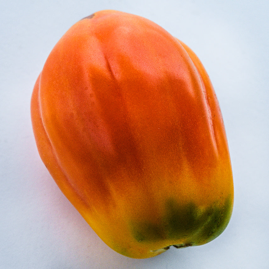 Close-up of a single California Tulip Tomato on a white background.