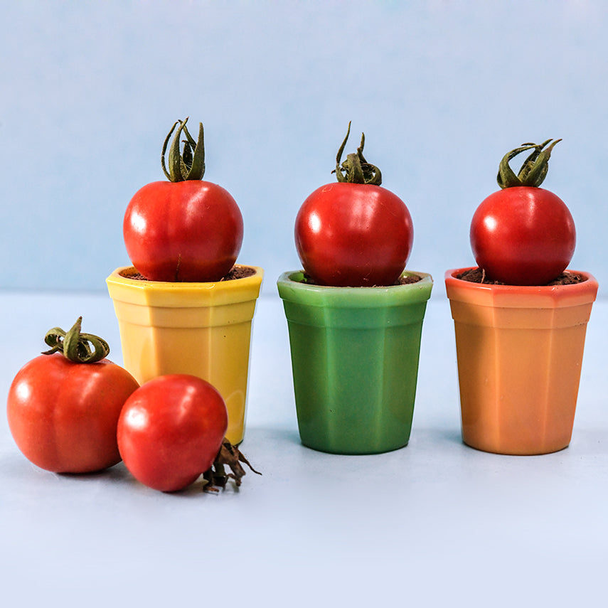 Chadwick Cherry or Camp Joy Tomatoes in a line in tiny pots on a white background.
