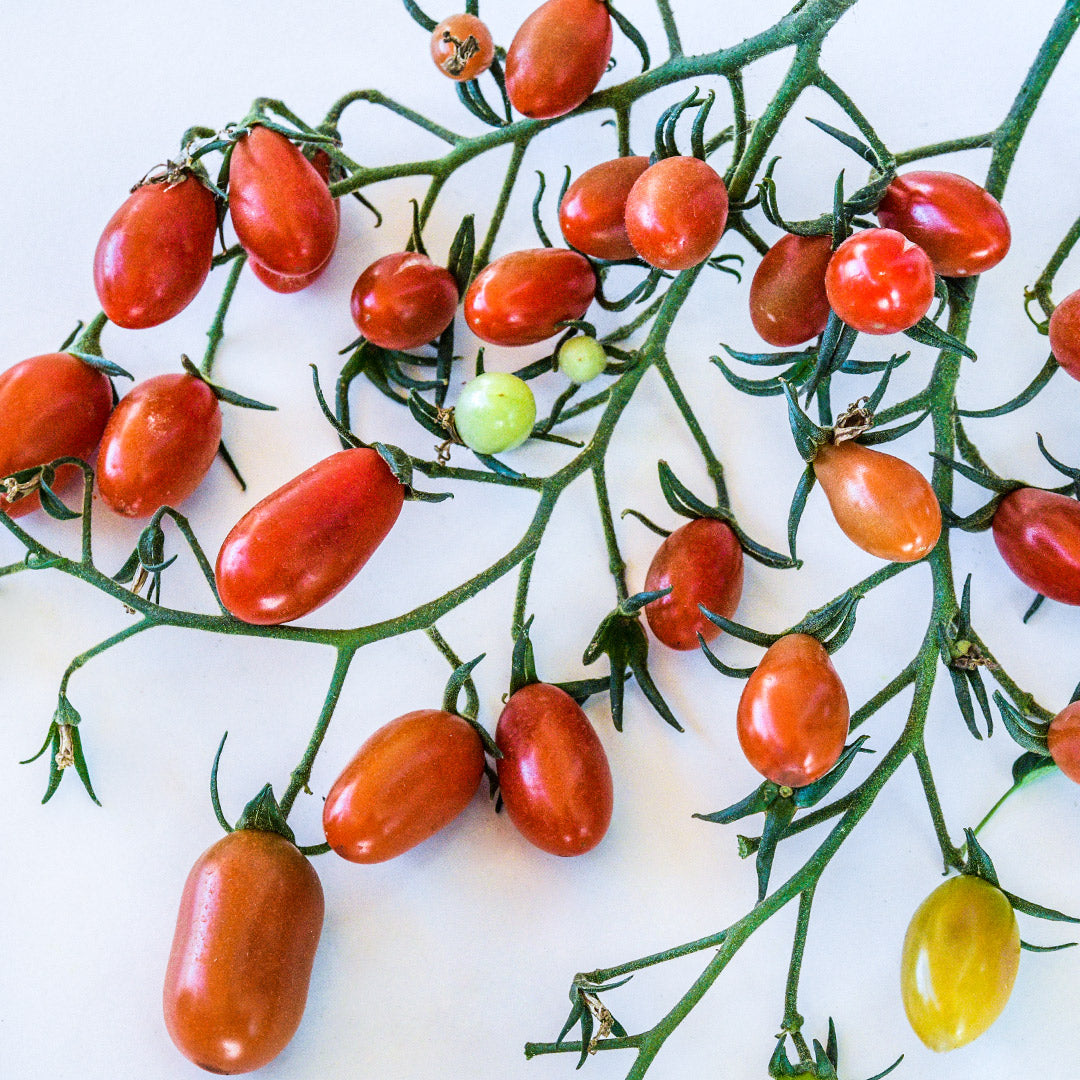 Cherry Flaviola Tomatoes on the vine against a white background.