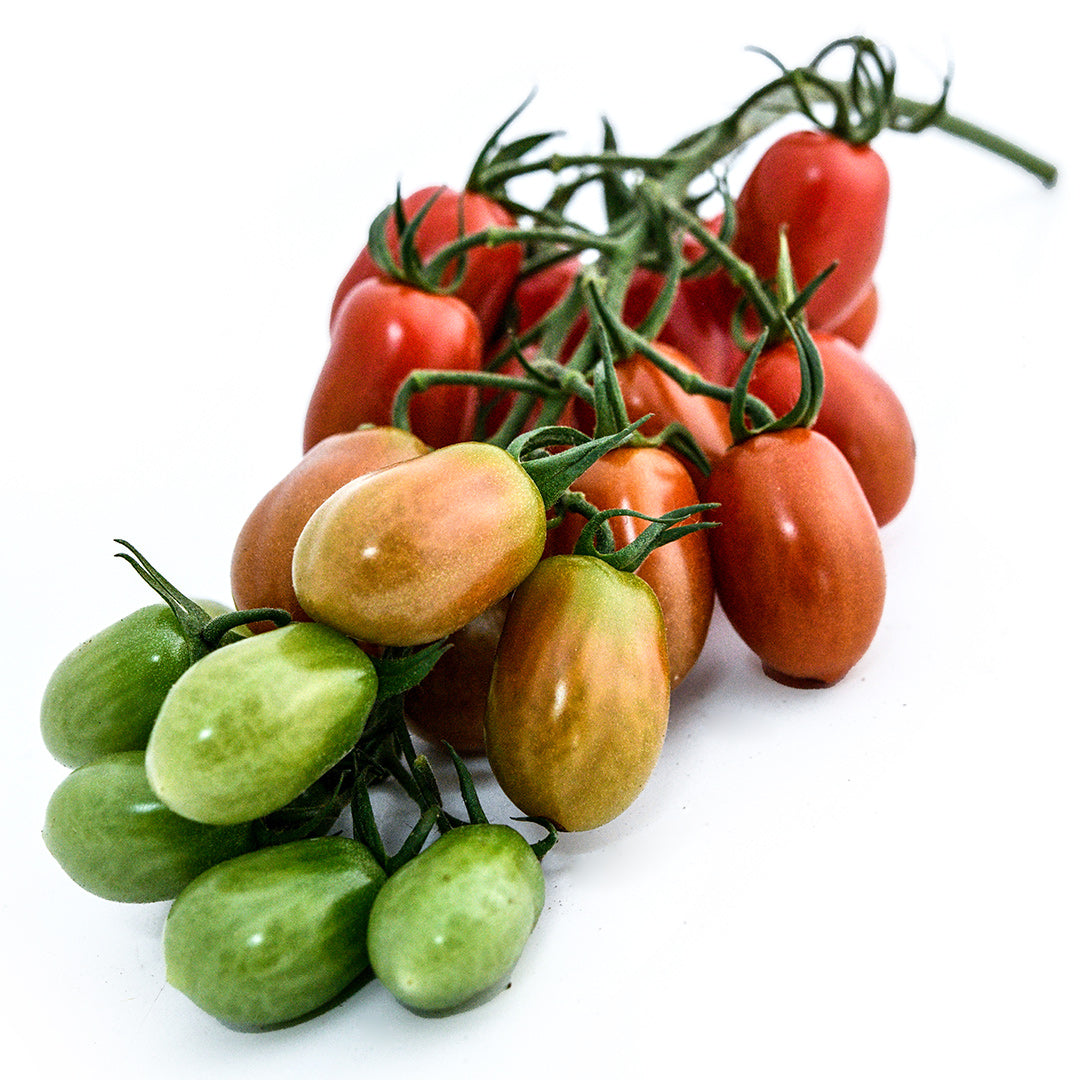 A cluster of Cherry Flaviola Tomatoes in various stages of maturity on a white background.