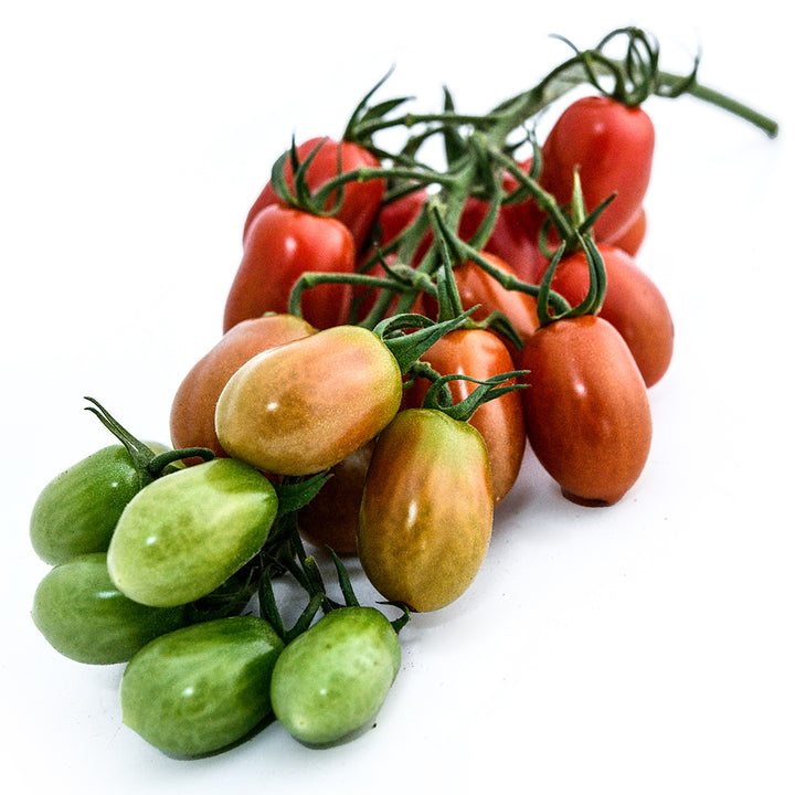 A cluster of Cherry Flaviola Tomatoes in various stages of maturity on a white background.