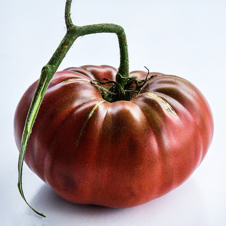 A single Chocolate Miracle Tomato on white background.