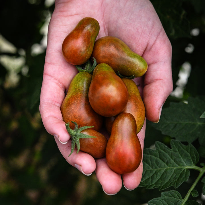 Hand holding a bunch of Chocolate Pear Tomatoes with tomato foliage in the background.