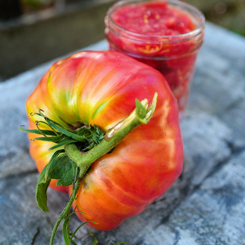 A Classic Beefsteak Tomato with cut tomatoes in a jar on metal ice cooler.
