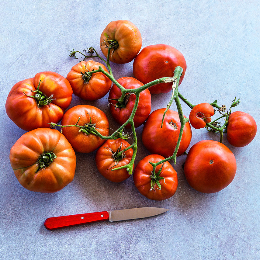 Classic Beefsteak Tomatoes still attached to the vine on light background with a red handled knife.