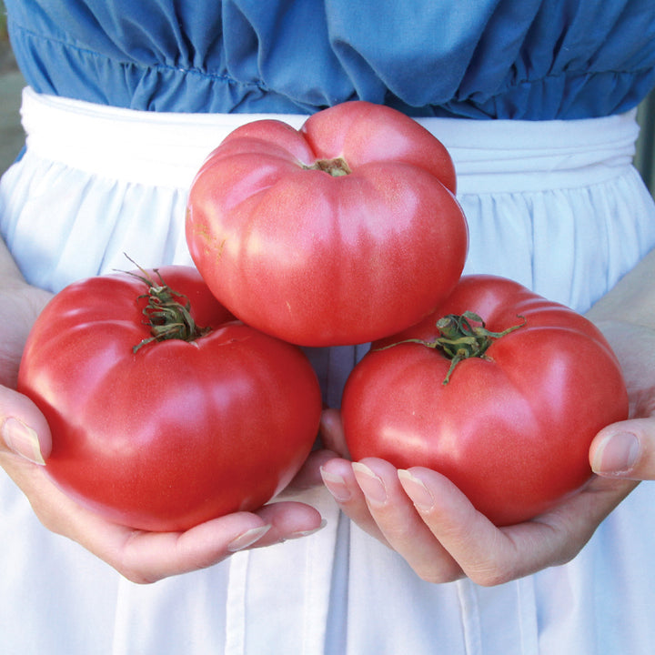A woman wearing an apron holding a trio of German Pink Tomatoes.