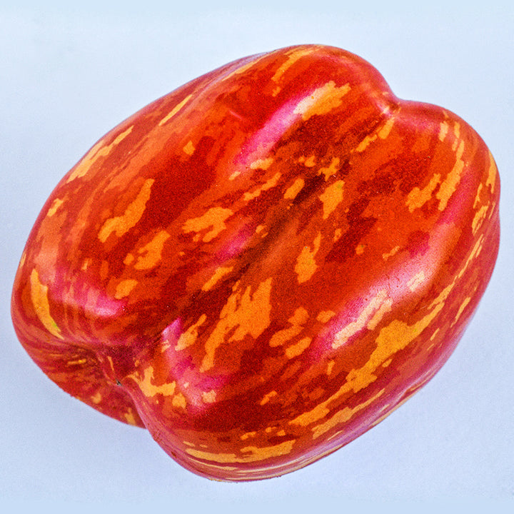 Close-up of A single whole Get Stuffed Tomato on a white background.