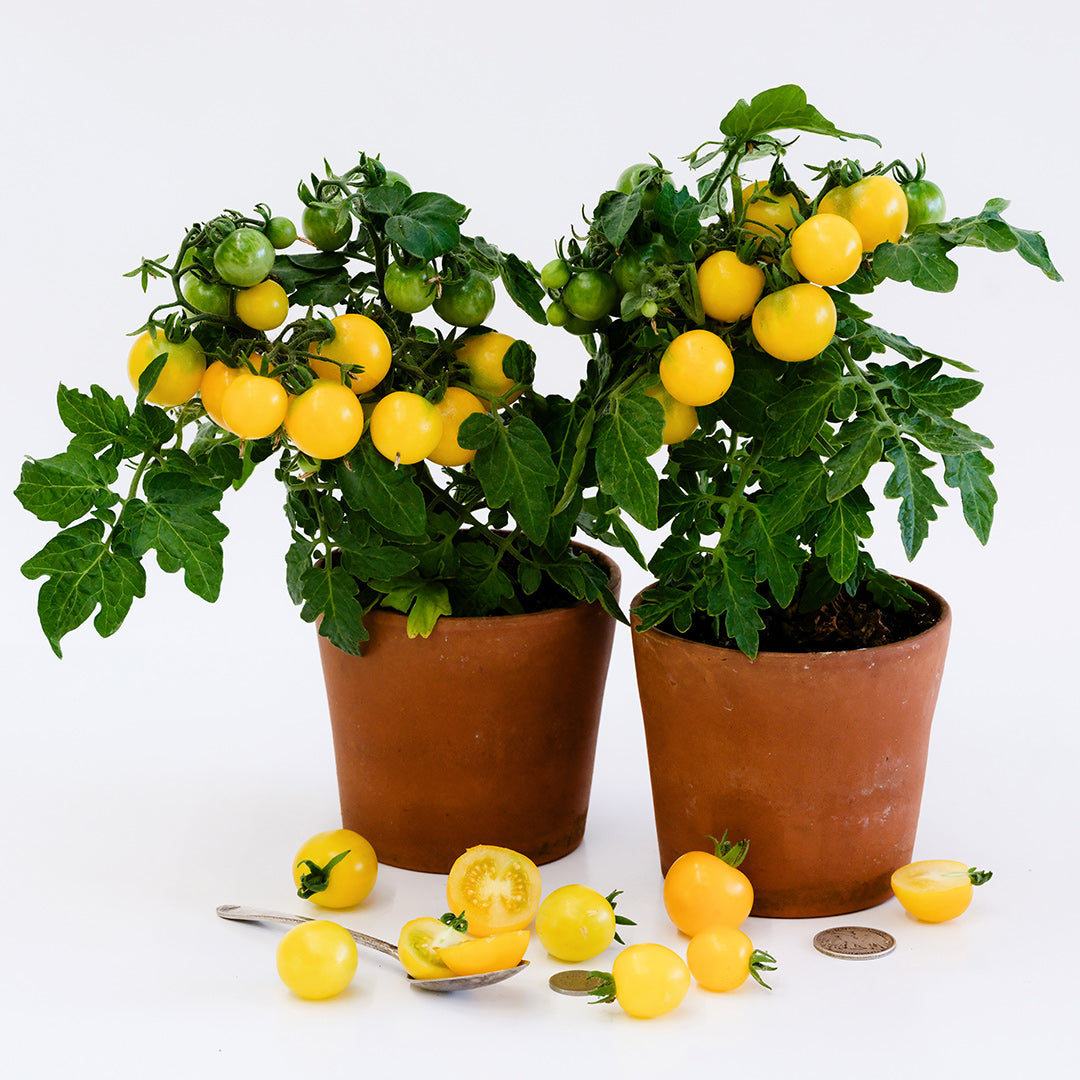 A couple of Gourmandise Yellow Tomato plants in pots covered in fruit on a white background.