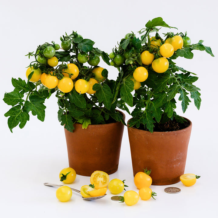 A couple of Gourmandise Yellow Tomato plants in pots covered in fruit on a white background.