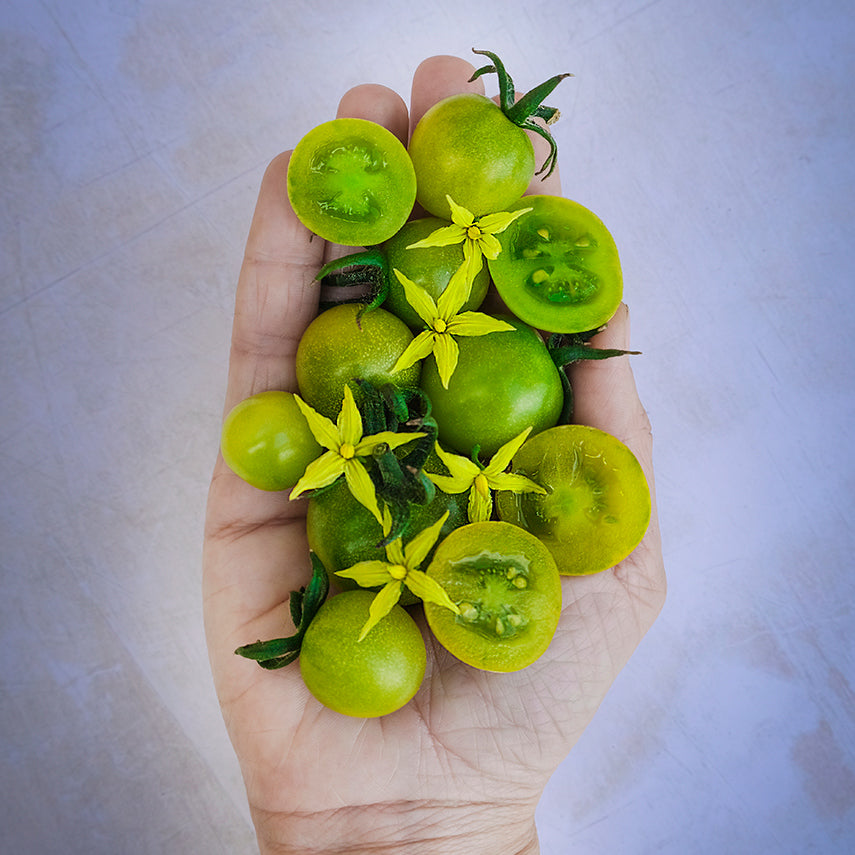 Hand holding a handful of Green Doctors Tomatoes with blooms. Image by Lucy Hutchins.