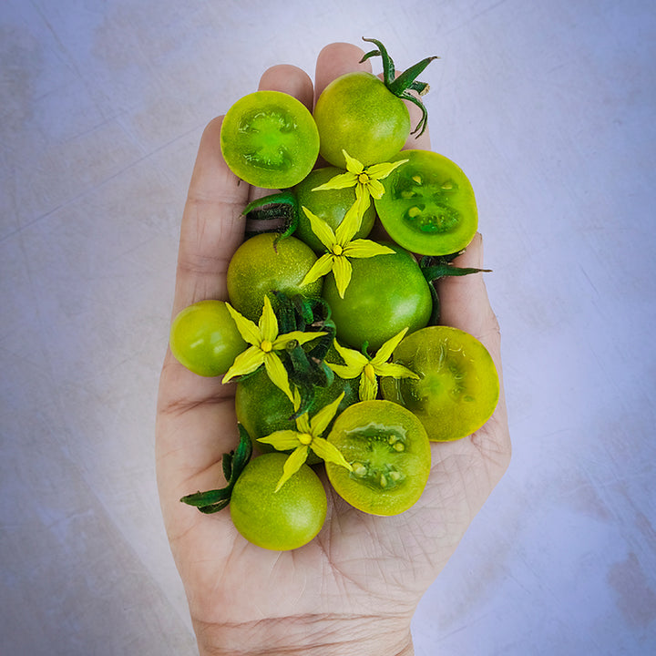 Hand holding a handful of Green Doctors Tomatoes with blooms. Image by Lucy Hutchins.
