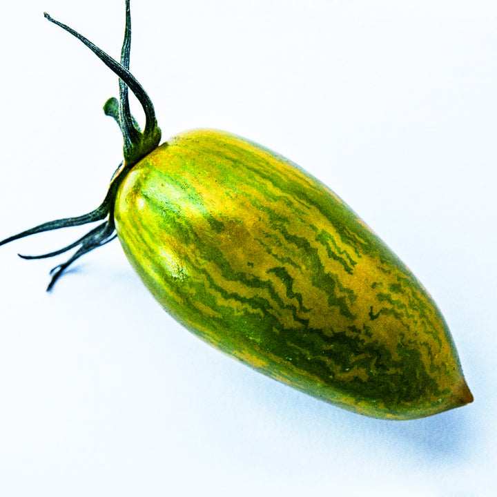 Close-up Macro of Green Tiger Tomato, showing the detail in the stripes, on a white background.