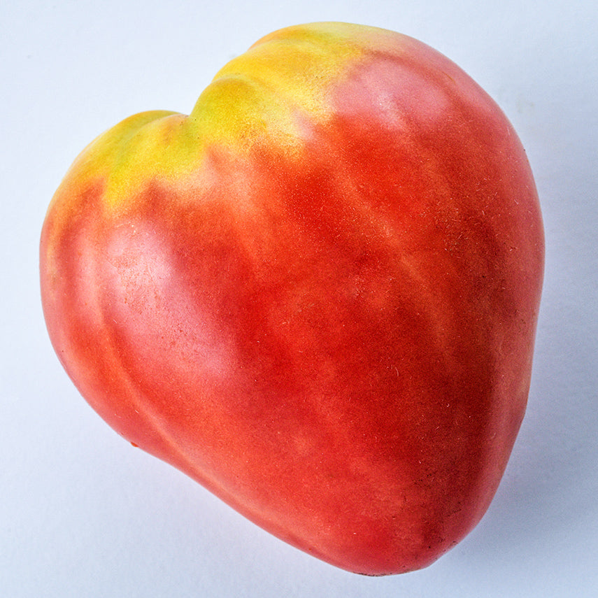 A single extremely large Hungarian Heart Tomato on a white background.