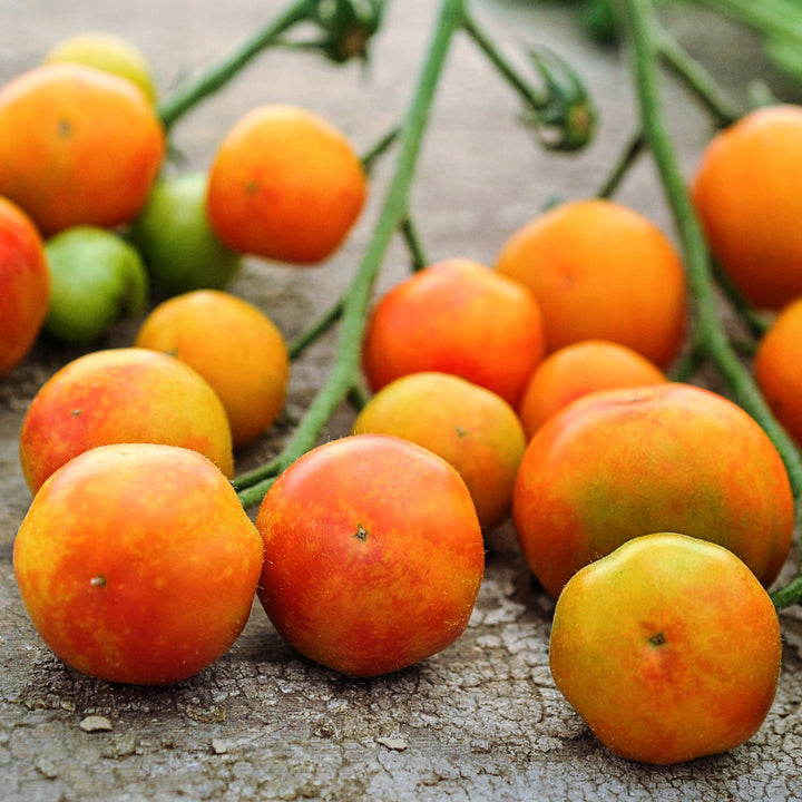 A cluster of Isis Candy Cherry Tomatoes on rustic wood background.
