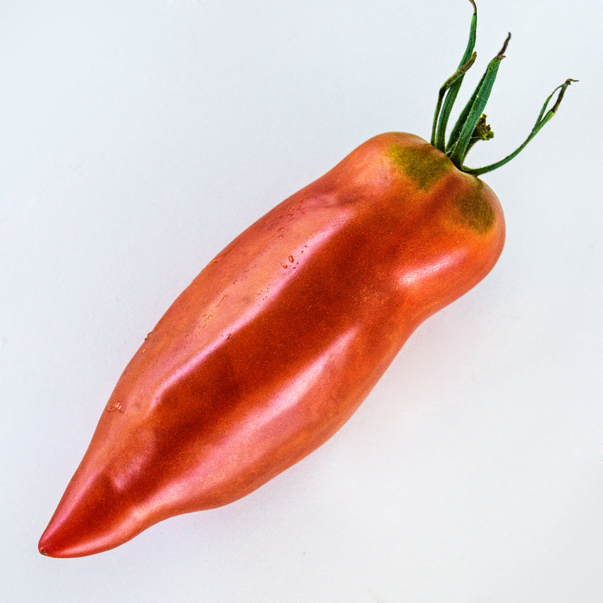 A single Jersey Devil Tomato on white background.