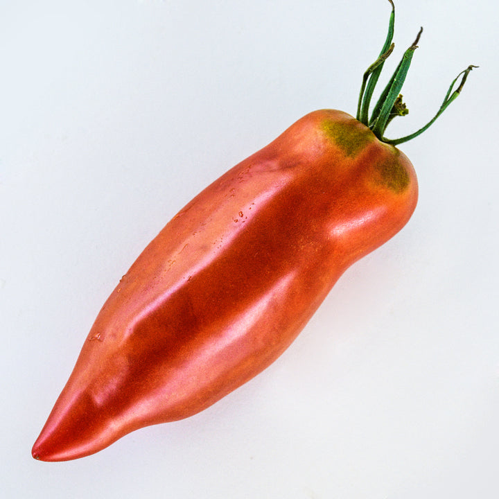 A single Jersey Devil Tomato on white background.