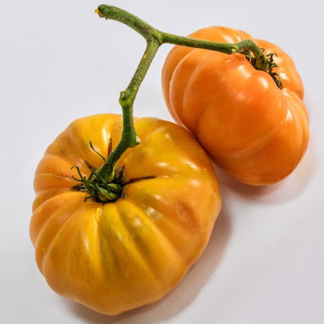 Two large Kellogg's Breakfast Tomatoes with a ruler on a white background.