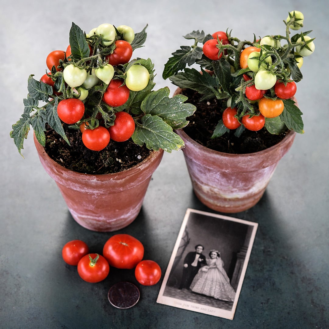 Two Micro Tom Tomato plants bearing fruit in pots with a picture of Tom Thumb and his wife.