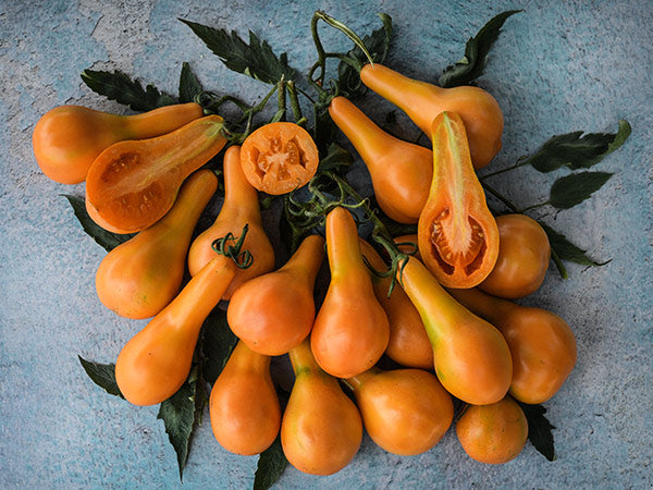 A large cluster of Mila Orange Pear Tomatoes on a light blue background.