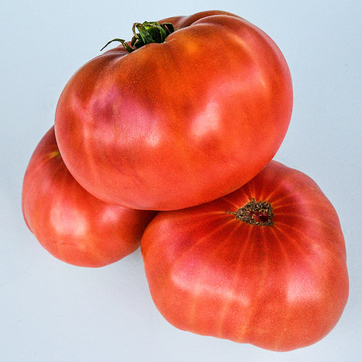 A trio of Missouri Pink Love Apple Tomatoes against a light background.