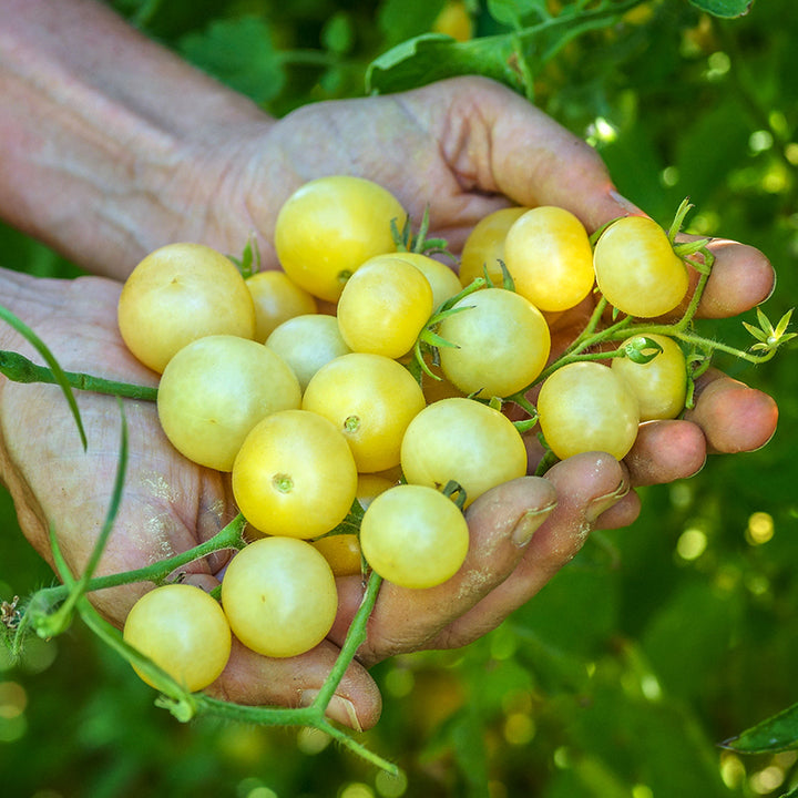 A farmer holding an abundant bunch of Napa Chardonnay Blush Tomatoes at the Baker Creek trial farm.