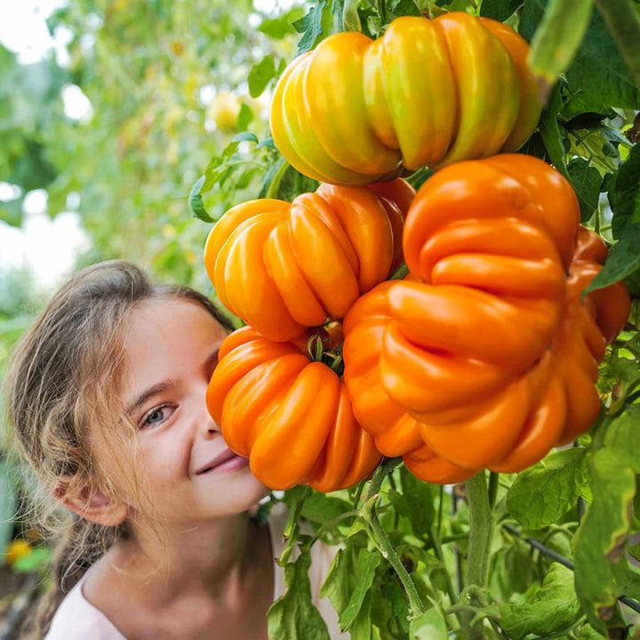 A smiling little girl stands by a cluster of Orange Accordion Tomatoes on the vine in greenhouse at Baker Creek.