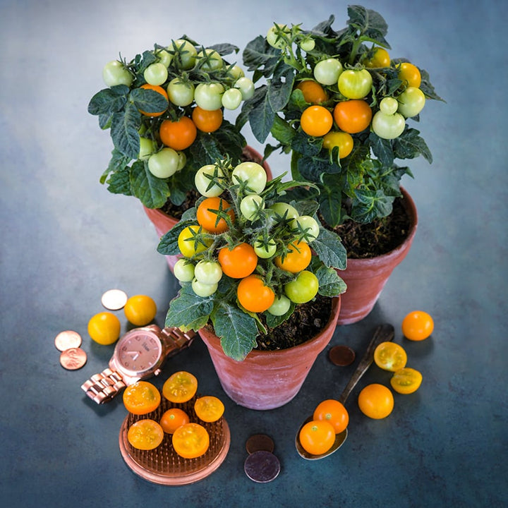 The Orange Hat Tomato plants with fruit in little pots.