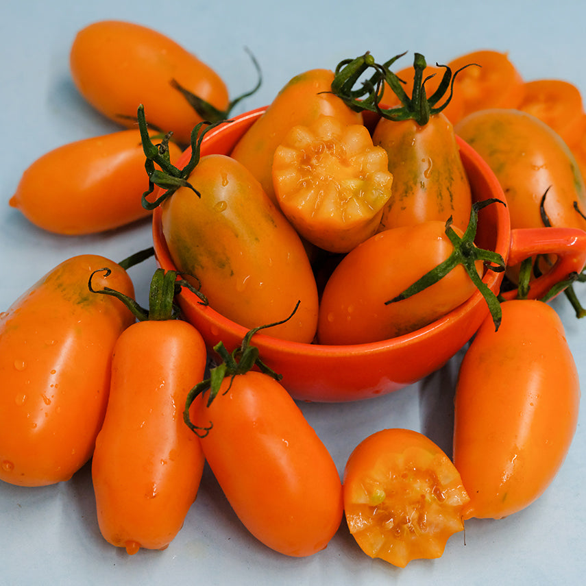 Orange Icicle Tomatoes cut and whole arranged around an orange bowl on light blue background.