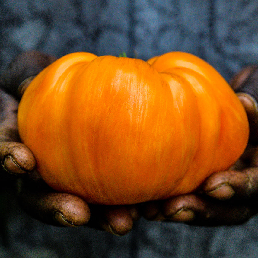 Hands holding a large Orange Jazz Tomato.