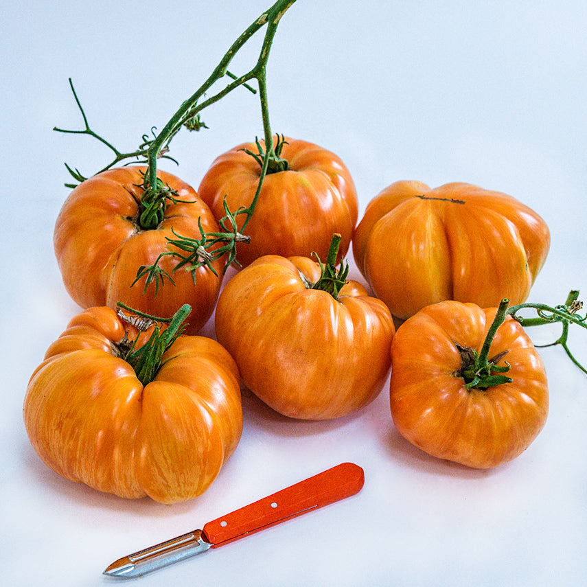 A side view of a bunch of Orange Jazz Tomatoes with an orange handled knife on a white background.
