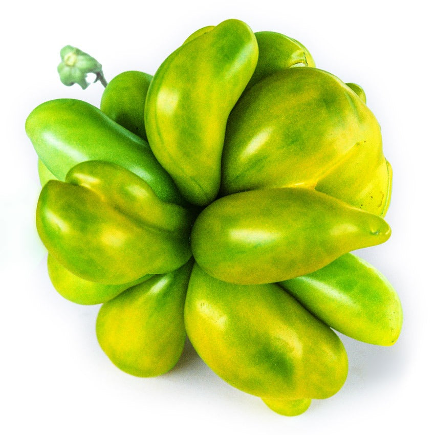 Tomato Seeds, Phil&