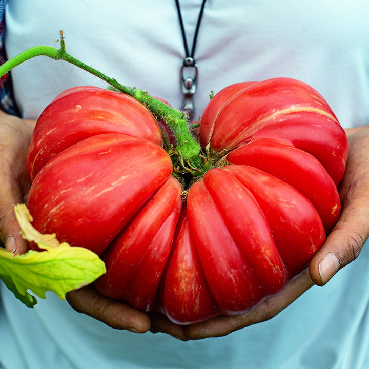 A gardener holding a giant Pink Jazz Tomato at the Baker Creek California trial farm.