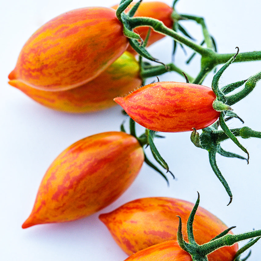 Close-up of Pink Tiger Tomatoes on the vine against a white background.