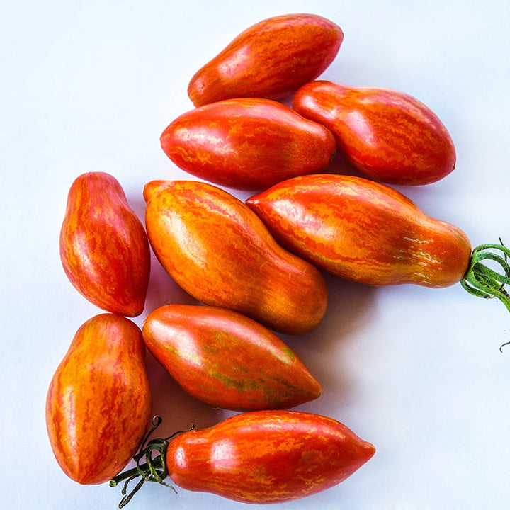 Prairie Fire Tomatoes arranged on white background.