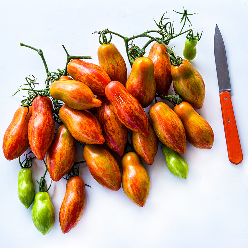 A large cluster of Prairie Fire Tomatoes in various stages of maturity with an orange knife on a white background.