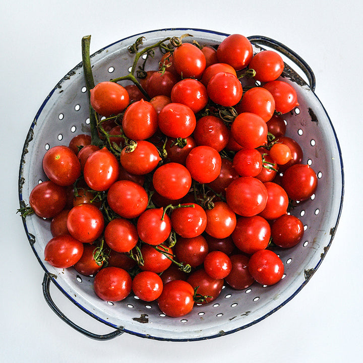 A colander packed full of Riesentraube Tomatoes on bright white background.