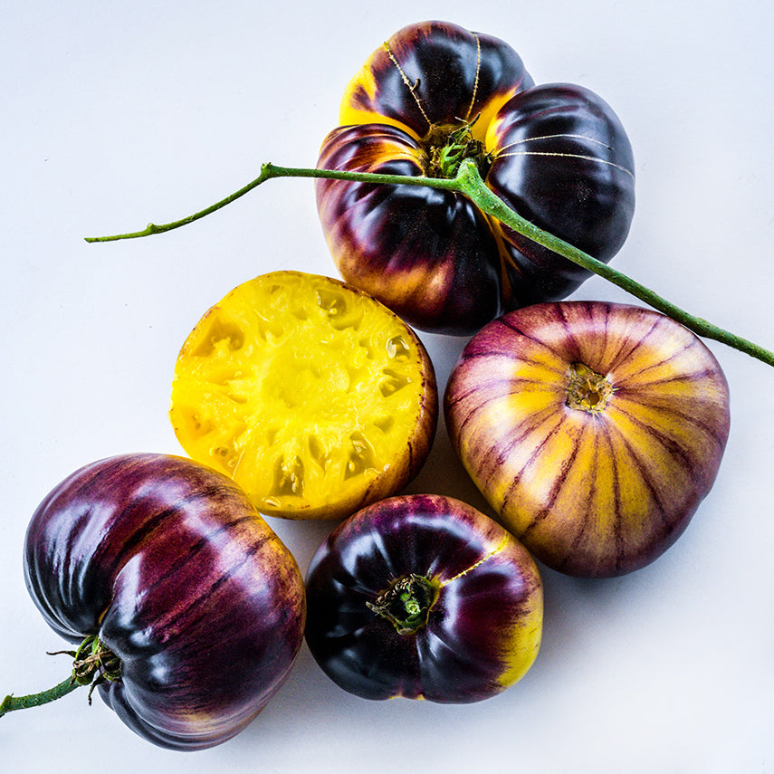 Sart Roloise Tomatoes arranged on white background.