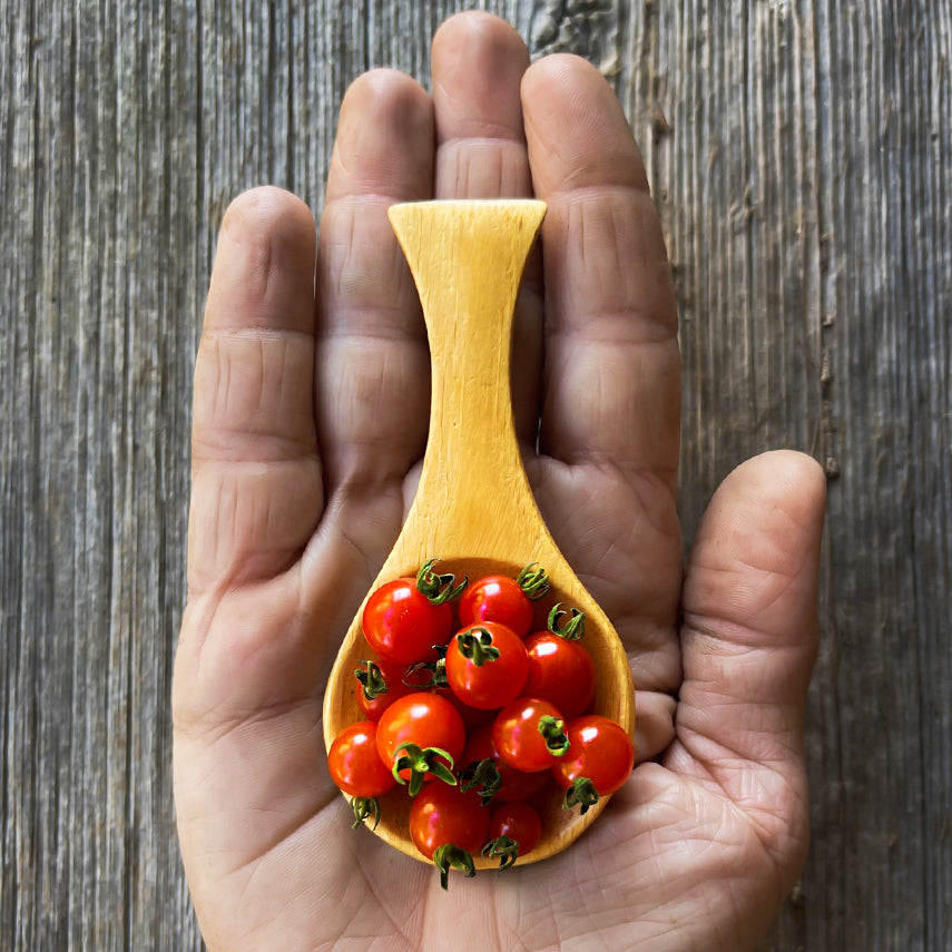 Spoon Tomatoes in a little spoon being held in a hand on wood background. Image by Lucy Hutchins.