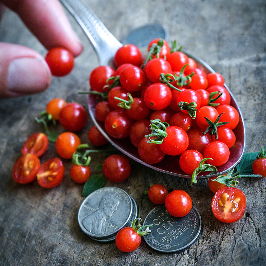 A spoon full of Spoon Tomatoes with fingers adding a tiny tomato and pennies to show size on wood.