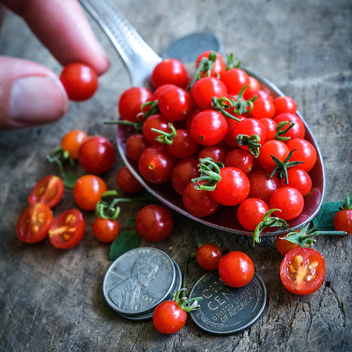 A spoon full of Spoon Tomatoes with fingers adding a tiny tomato and pennies to show size on wood.