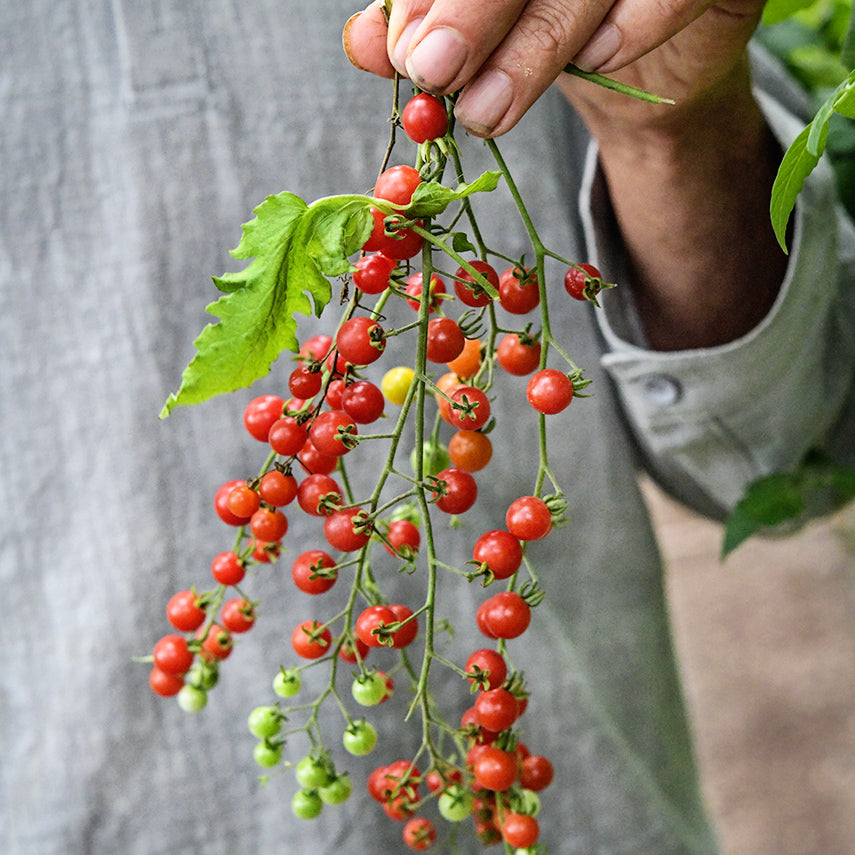 A gardener&