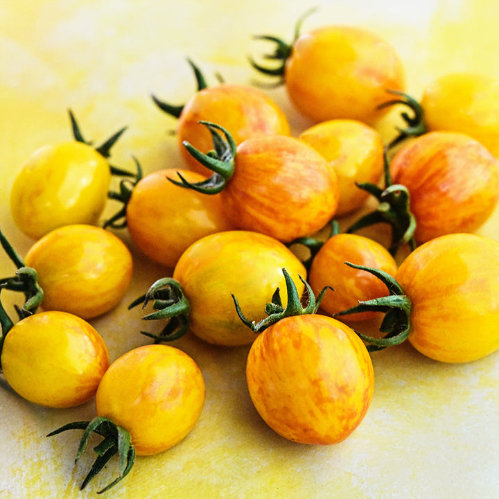 Sunrise Bumble Bee Tomatoes on bright yellow background.