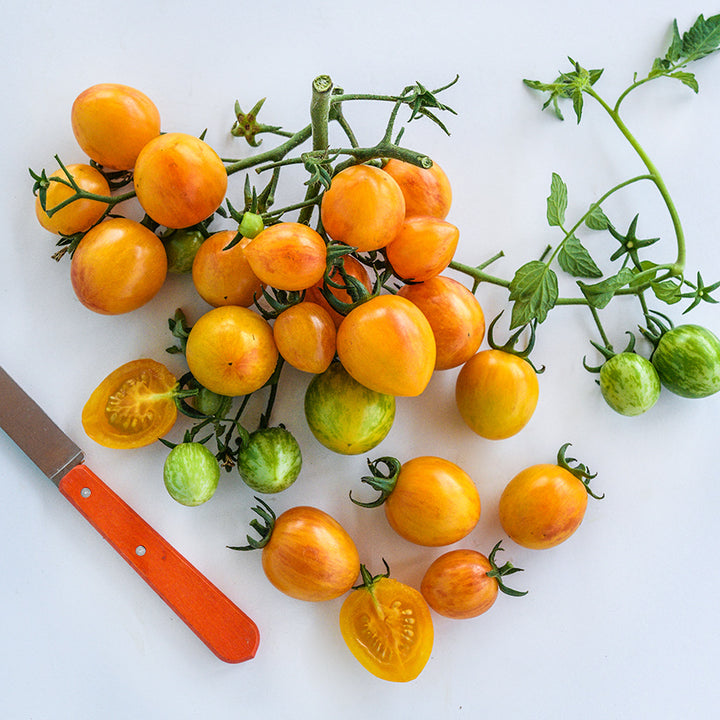 A cluster of freshly picked Sunrise Bumble Bee Tomatoes with an orange handled knife on white background.