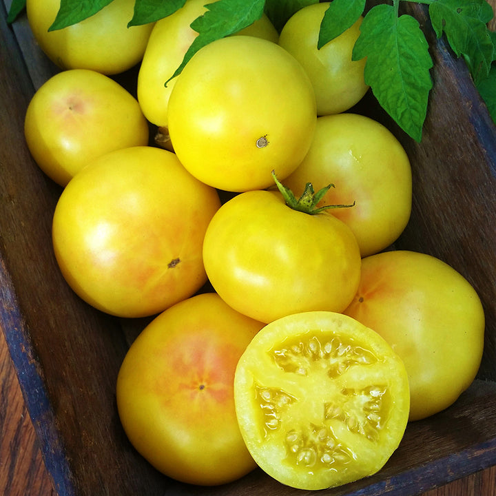 Thorburn's Lemon Blush Tomatoes in a wooden crate. Image by William Woys Weaver.