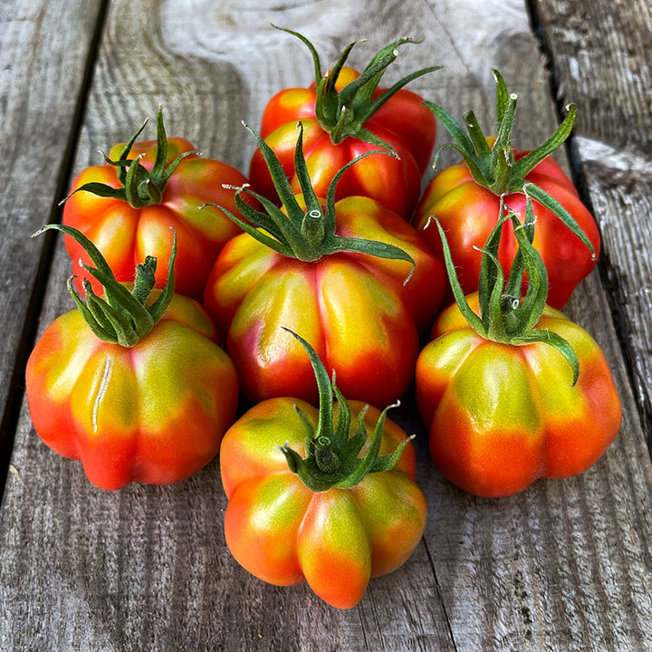 Pink, green and yellow Tlacolula Pink Tomatoes at different stages of maturity on wood.