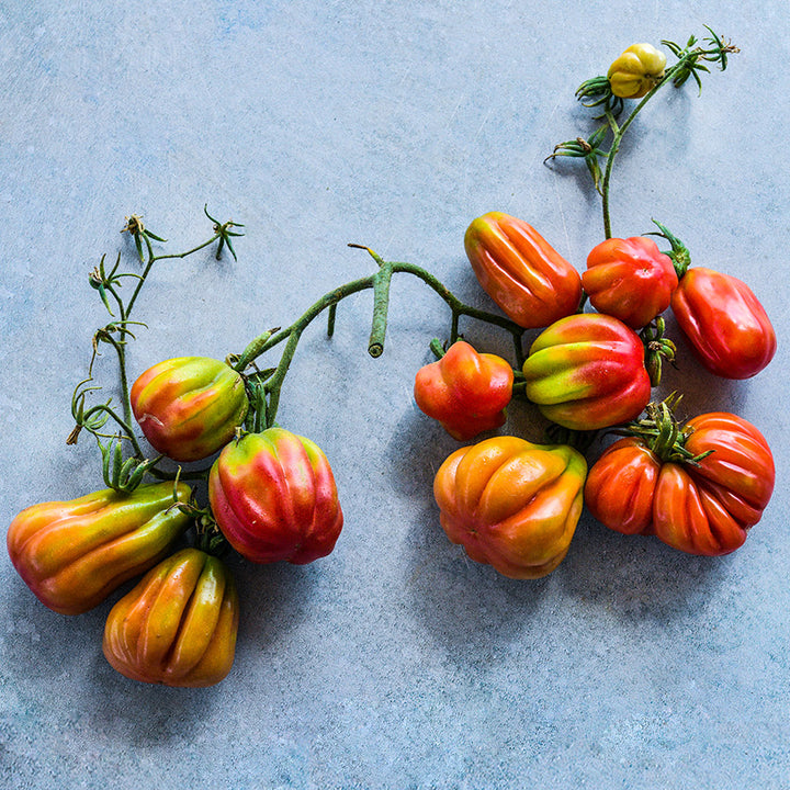 Overhead view of Tlacolula Pink Tomatoes still on the vine at different stages of maturity on blue.